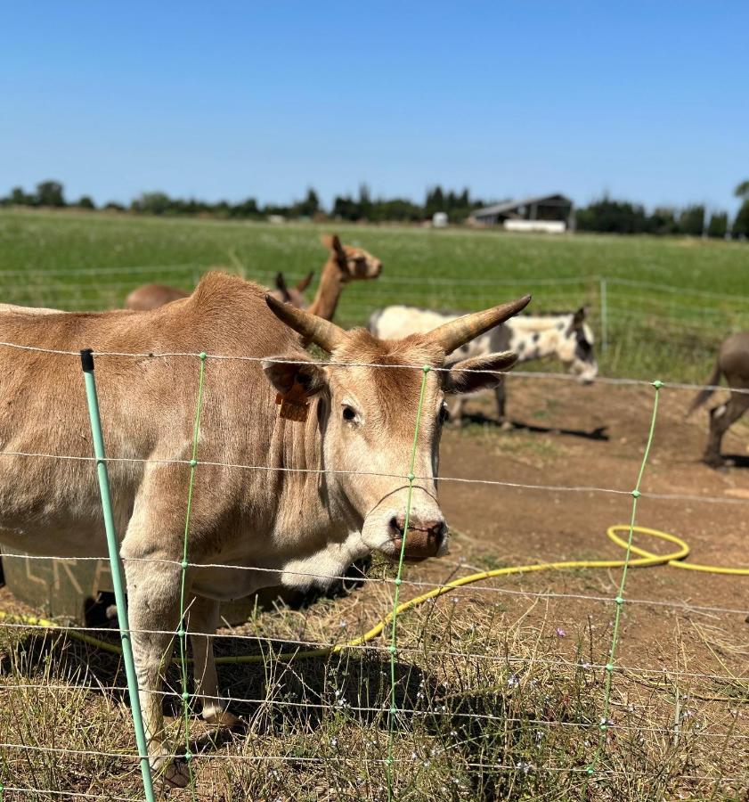 فيلا آرْلْفي Studio A La Ferme المظهر الخارجي الصورة